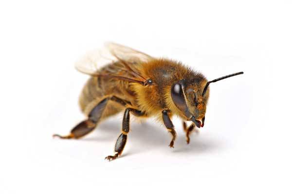 Na celém světě zaznamenali včelaři zvýšený počet případů „včelí dezerce“, při které dělnice zmizí z úlu a včelstvo zaniká. Ve Spojených státech se s tímto problémem potýkají včelaři ve dvaadvaceti státech včetně Havaje.