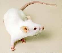 Japonští vědci implantují myším do mozku mikrokamery, které mají za úkol sledovat aktivitu nervových buněk.