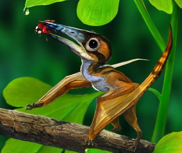 Podle čínských paleontologů se obrovský pterodaktyl pravděpodobně vyvinul z drobných stromových předků.