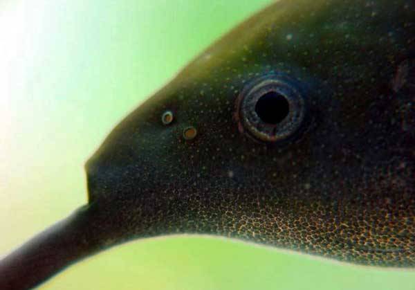 Dravá ryba rypoun Petersův „vidí“ i v absolutní tmě. Dokáže to díky své zvláštní bradě, která připomíná sloní chobot a která je vybavena senzory schopnými snímat změny v elektrickém poli těla ryby.