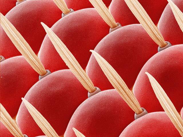 Barevný elektronogram povrchu fazetového oka mušky octomilky (Drosophila busckii). Oko se skládá z velkého počtu kulovitých útvarů, opatřených čočkou, zvaných ommatidia. 