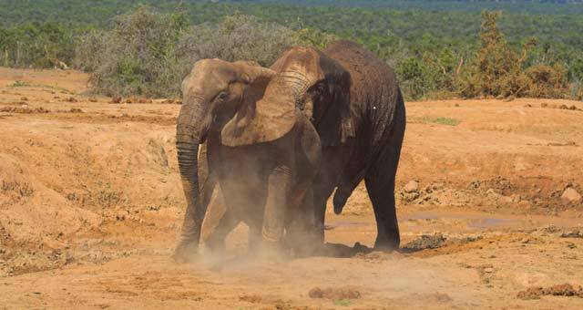 Přestože jsou sloni většinou klidná zvířata, která se k agresi uchylují pouze při pocitu vlastního ohrožení, jednou za rok se z nich stanou zaslepená vraždící monstra. Nejnovější výzkum odhaluje, co tuto podivnou sloní říji spouští.