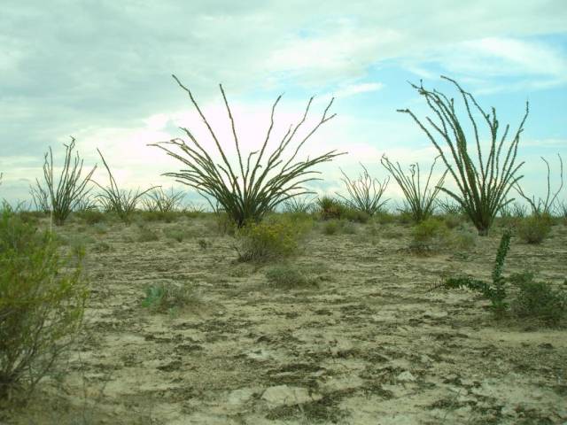 Co se prohánělo po dnešní mexické poušti Coahuila před 72 miliony let?