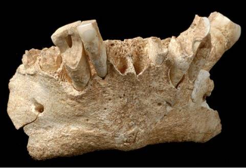Španělští paleoantrapologové objevili lidskou čelist a kamenné nástroje staré 1,3 milionu let.
