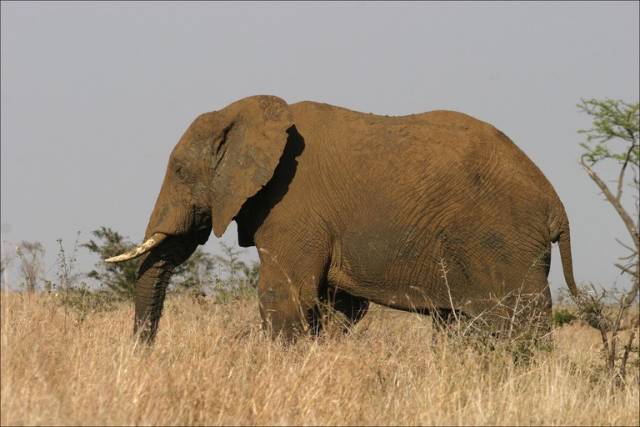 Varující úbytek slonů