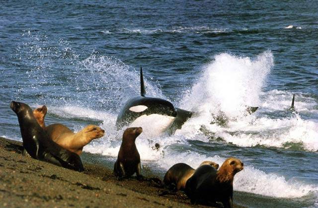 Kosatky učí mláďata jak potopit tuleně