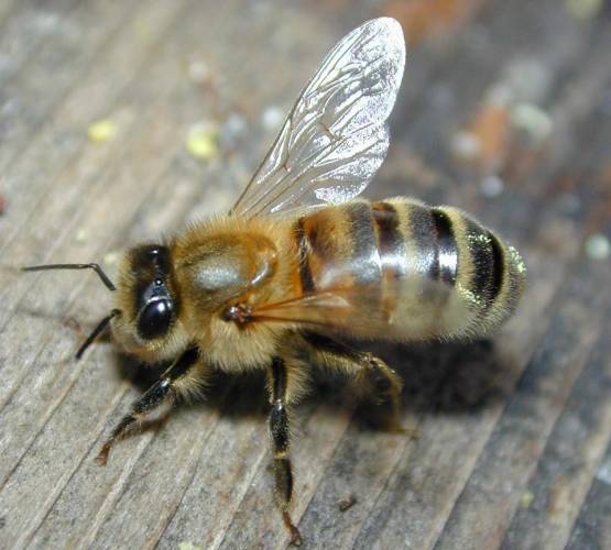 Decimování včelích společenství by mohly mít na svědomí mobily.