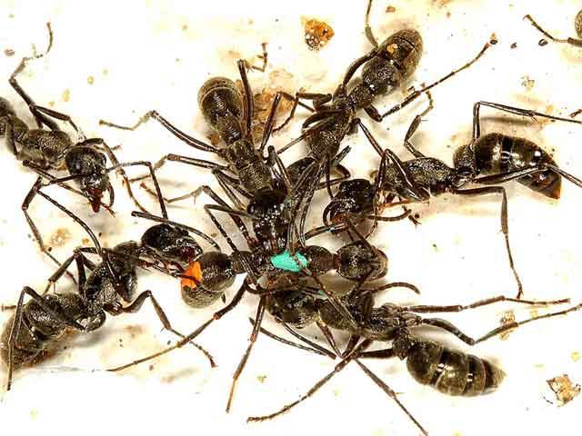 Proč si mravenci pomáhají?