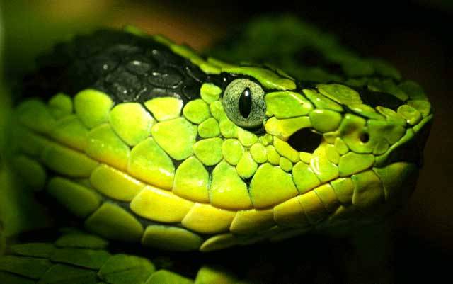 Nejefektivnější zabiják z dílny evoluce: Hadí jed