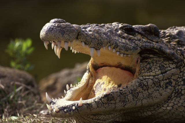 Tlustý ocas táhne krokodýly ke dnu