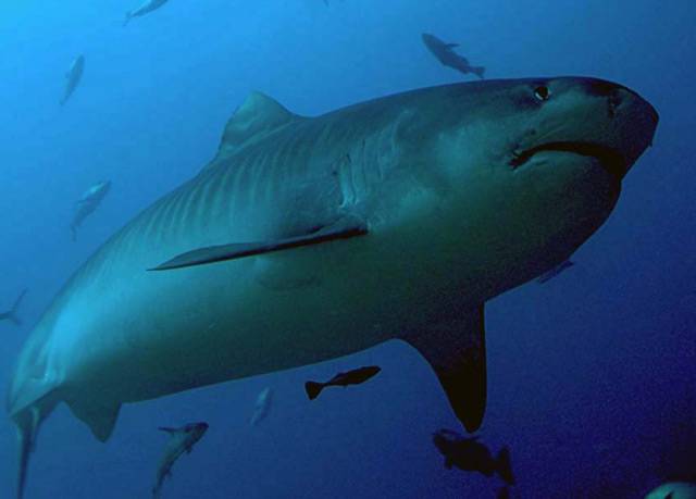 10 světových pláží, kde vás může zbaštit žralok
