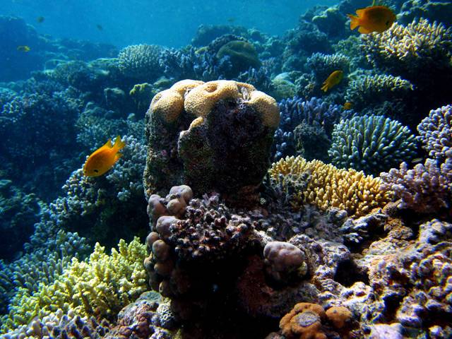 Čeká korálová společenství zkáza?