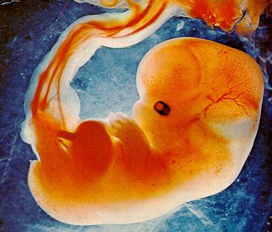 Australská vláda vydala první licence, které by měly vědcům umožnit klonovat lidská embrya za účelem získávání  kmenových buněk. Firma Sydney IVF, která licenci získala,  má mít přístup k 7 200 lidským vajíčkům, která bude užívat k výzkumným účelům.
