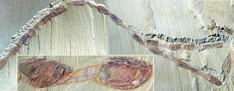 Mezi zkamenělinami si vědci zvykli nacházet ledascos. Objevit lze zkamenělé prvoky, nejrůznější larvy i fosilizovaná vejce. Britští vědci ve spolupráci se svými čínskými kolegy objevili nedávno zkamenělinu skutečně podivnou – zkamenělý „průvod“.