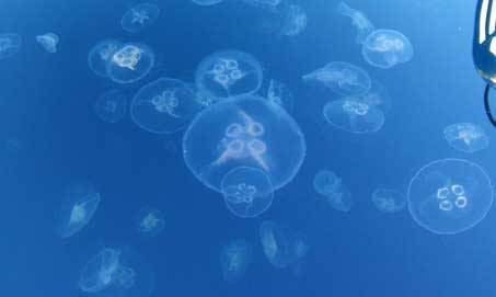 Studium medúz inspiruje technické dizajnéry