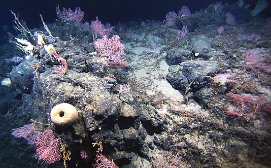 Mořští koráli pracují i v hlubinách