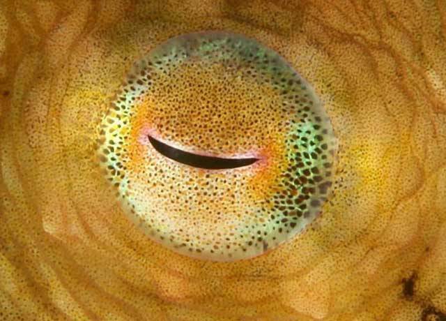 Nový objev: Naše oko jsme okopírovali od medúz
