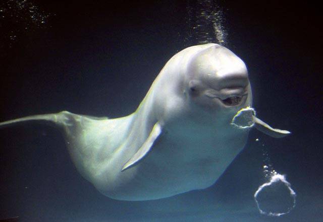 V mořském akváriu japonského města Hamada, ležícího nedaleko Hirošimy, mají zvláštní atrakci. Velryby běluha zde skotačí spolu s potápěči a pro potěšení malých i velkých diváků vypouštějí pod vodou zářivé bubliny.