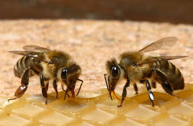 Včelí kolonie jsou jedním z nejkomplikovanějších společenství, která lze v přírodě najít. Tajemství jejich orientace v prostoru, vyhledávání zdrojů potravy, dělby práce a dalšího rozdělení rolí ve společenství odhalují vědci již řadu let. Počítačové modelování pomáhá v poslední době odhalit mnoho z dříve netušených kvalit těchto pilných tvorů.
