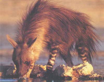 Nálezy zkamenělého trusu, takzvané koprolity, nejsou pro paleontology nijak zvláštní raritou. Jejich rozboru se ale přesto věnují s obzvláštním zalíbením. Z trusu dávných zvířat lze totiž vyčíst informace, které by jim jinak zůstaly utajeny. Ve zbytcích trusu hyen však vědci nedávno objevili ještě více, než doufali. 