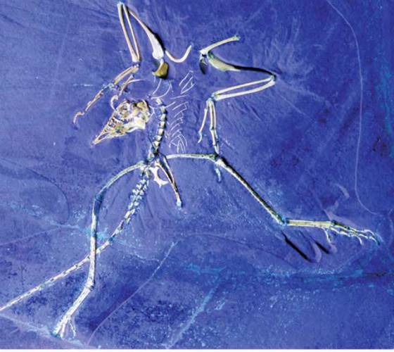 Archaeopteryx lithographica, jurská fosilie s ptačími i plazími rysy, byla od svého nálezu ve vědeckém světě akceptována jako nejstarší známý primitivní pták. Je to již sto čtyřicet osm let, co byly objeveny kosterní pozůstatky prvního jedince. 
