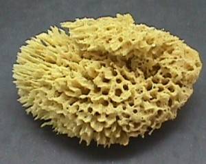 Mořská houba – nová zbraň proti bakteriím