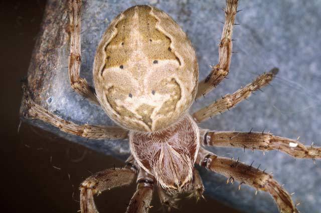 Na pavouky má většina z nás jasný názor. Jsou to ošklivá stvoření, která mohou být navíc i nebezpečná. Nejlepší by bylo vzít botu a nebožáka co nejrychleji rozplácnout. Odborníci na pavouky, arachnologové, však na své miláčky nedají dopustit. 21. STOLETÍ vás nyní provede světem těch nejzajímavějších, které můžete u nás potkat. Třeba doma za skříní.