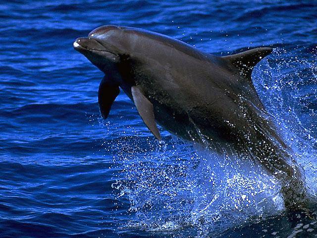 Kytovci, savci žijící po celý život ve vodě, si vyvinuli unikátní způsob, jak nechat mozek odpočinout a zároveň zůstat ostražitými vůči nebezpečí v podobě predátora či soka v lásce.  Výzkumy, které nedávno prováděli američtí vědci s delfíny ukazují, že jejich způsob spánku je neuvěřitelně efektivní. 