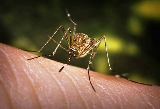 Nastává začátek konce malárie?