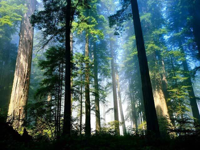 Podle nejnovějších údajů lidé již zničili polovinu lesů. Přesto přes 70 % rostlin na Zemi tvoří stále dřeviny – vytrvalé rostliny se zdřevnatělými stonky. Některé jsou trpasličí, jiné ční vysoko k nebesům jako obři. Dělí se na tři základní skupiny – stromy (arbor), keře (frutex) a polokeře (suffrutex). Mnohé mají společné. 