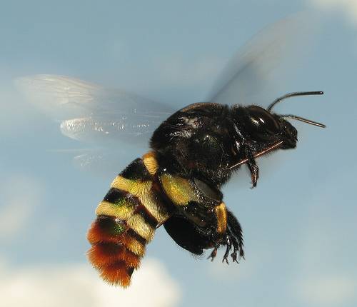 Vítr dokáže čas od času potrápit i tak velké a těžké organismy, jako jsme my lidé. Ve světě hmyzu, kde každé zbytečné máchnutí křídlem stojí vzácnou energii, je však vítr takřka veřejným nepřítelem číslo 1. Jak si s jeho zlomyslnostmi dokáží poradit včely?