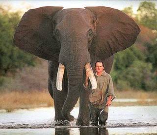 My Evropané vnímáme slony jako roztomilá zvířata, která s potěšením chodíme pozorovat do zoologických zahrad. Afričtí farmáři však vidí slony rozhodně jinak. Stačí jeden nájezd těchto nenasytných jedlíků a celá úroda může přijít v niveč. S jejich problémem by jim mohly pomoci včely. 