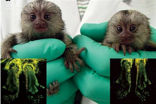 Zářící opičky by mohly napomoci při léčení geneticky podmíněných nemocí