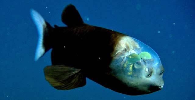 Další podivín z mořských hlubin: Ryba s „kokpitem“ místo hlavy: 