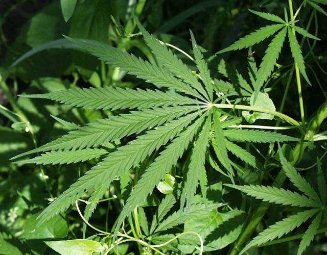 Marihuana, neboli sušená květenství samičích rostlin konopí setého (Cannabis sativa), je po alkoholu druhou nejvíce společensky tolerovanou drogou. To však neznamená, že by byla zcela neškodná. Vědci z kanadské Ottawy se nedávno pokusili porovnat její škodlivé účinky s tabákem. 