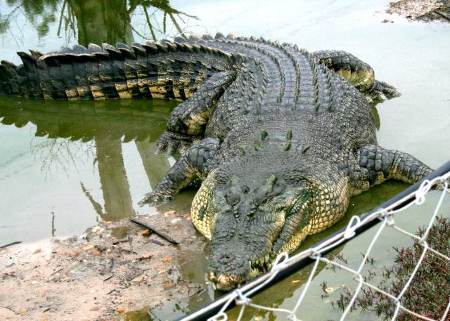 Jaká je první reakce většiny lidí při vyslovení slova „krokodýl“? Nejspíše to bude nepříjemný pocit z ošklivého a nebezpečného zvířete. Krokodýli však již dlouhou dobu patří mezi ceněná domácí zvířata. Australští vědci proto nedávno zahájili rozsáhlé mapování krokodýlích genů.