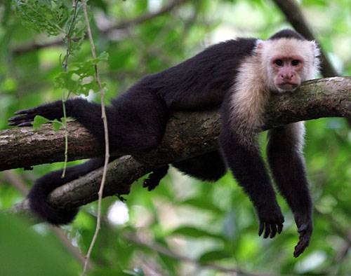 Vědci nedávno zjistili, že „opičení se“ po jiných má kořeny hluboko v naší evoluční minulosti. U samotných opic je důležitější, než si dříve mysleli. Čím více se po někom „opičí“, tím více se snaží vetřít do jeho přízně.