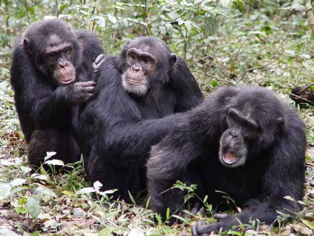 Primatologové uzavírají svůj výzkum v Pobřeží Slonoviny: Šimpanzi jsou spíše romantici