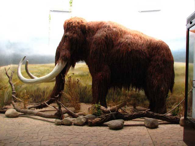 Vyhynuli mamuti kvůli hladu?