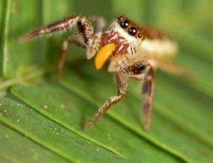Když se řekne pavouk, většině lidí asi vytane na mysli představa nemilosrdného zabijáka, který je ve svých velikostních dimenzích zosobněním hrůzy. Američtí vědci však nedávno zjistili, že přinejmenším jeden druh pavouka je mírumilovným vegetariánem.
