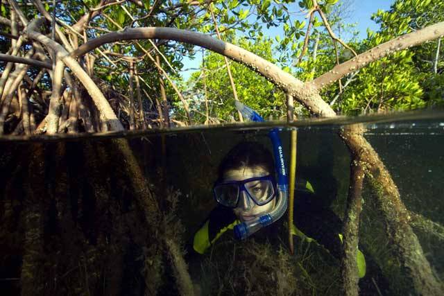 Typickým biotopem, který lemuje pobřeží mělkých teplých tropických a subtropických moří, jsou husté a obtížně prostupné mangrové bažiny. Porosty mořské vegetace, které se táhnou nesčetné kilometry podél písčitých pobřežních mělčin, tvoří nárazníkovou zónu – přechod mezi vodstvy oceánu a souší. 
