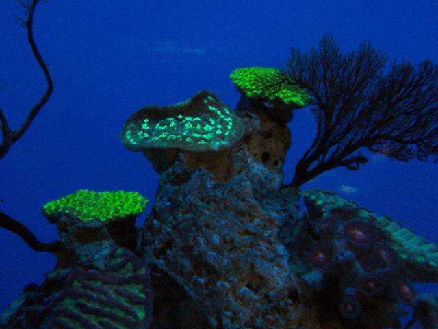 Mezi nejzajímavější obyvatele podmořských zahrad patří bezesporu korály. Je známo, že některé korály umějí v tropických mořích vytvářet korálové útesy. Vylučují totiž uhličitan vápenatý pro tvorbu svých tvrdých vnějších schránek a během milionů let se tyto schránky navrství a někdy vytvoří i ostrov. Mezi jejich méně známé vlastnosti patří to, že dokážou fluoreskovat.