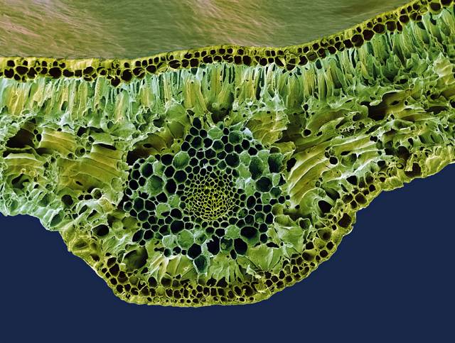 Barevný snímek z elektronového mikroskopu nám ukazuje průřez hlavní žilkou listu zimostrázu vždyzeleného (Buxus sempervirens). 