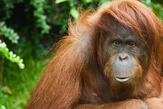 Po dlouhá desetiletí prakticky žádný z vědců nepochyboval, že nejbližšími příbuznými lidí jsou afričtí šimpanzi. Žijí na stejném místě jako předkové dnešních lidí, mají s námi nejvíce společných genů, tak o čem pochybovat? Co když je to však jen další vědecký mýtus a naši nejbližší příbuzní jsou „stromoví lidé“ z Indonésie – orangutani?