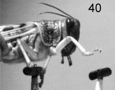 Otázka, jak vlastně chodí hmyz, může skutečně napadnout jenom vědce. Když se pak takový vědátor, například z prestižní britské univerzity v Cambridge, vybaví vysokorychlostní kamerou a obrní trpělivostí, zjistí zajímavé věci. Například to, že kobylky se při chůzi orientují zejména zrakem. Stejně jako lidé. 