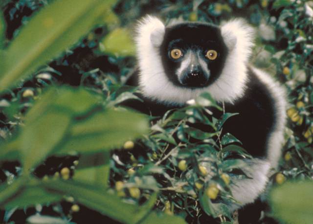 Lemuři připluli na Madagaskar na voru