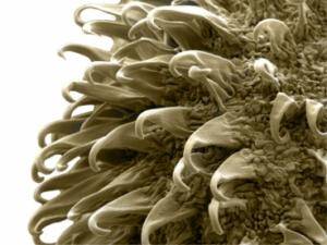 Další krok „nanoplavidel“ v lidských žilách