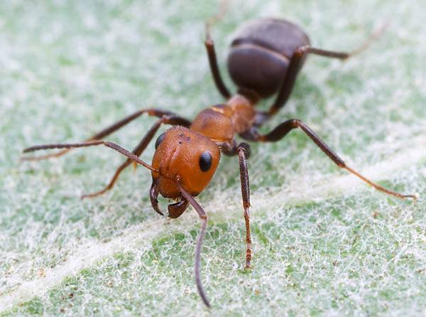 Kolonie mravenců, včel či termitů připomínají  nejen laikům, ale i odborníkům  jeden živoucí superorganismus, v němž se členové kolonie chovají podobně jako jednotlivé buňky živého těla.  Týmu amerických vědců se nedávno tuto intuici podařilo podpořit matematickým modelem. 