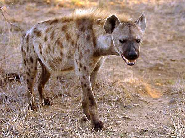 Snad každému, kdo buď v divoké přírodě či zoologické zahradě někdy zaslechl zvláštní „chechtavý“ hlas hyen skvrnitých, přeběhl mráz po zádech. Tímto zvukem, který skutečně nápadně připomíná lidský smích, oznamují hyeny ostatním členům své smečky, jakou roli v ní hrají. Tvrdí alespoň zoologové z univerzity v americkém Berkeley. 