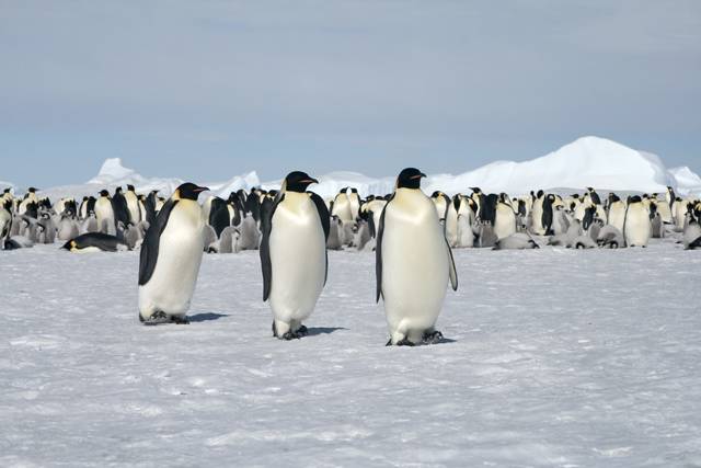 Vědci z Národní vědecké nadace USA nyní podrobně studují v Antarktidě fyziologii tučňáků císařských. Nejde jim totiž do hlavy, jak je možné, že se tito tučňáci dokážou bez problémů potápět za potravou až 300 metrů pro hladinu.